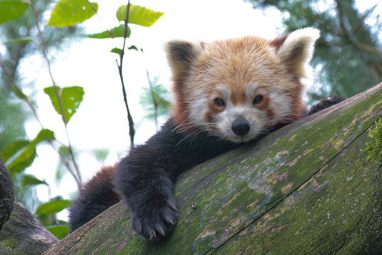 red panda