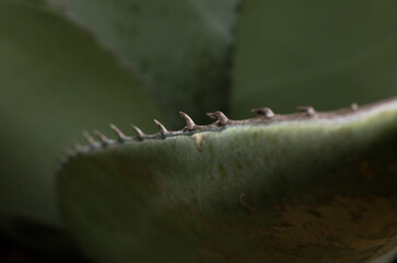 Close-up of a succulent agave century plant