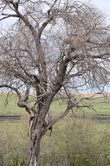 Leopardo en árbol con presa abajo