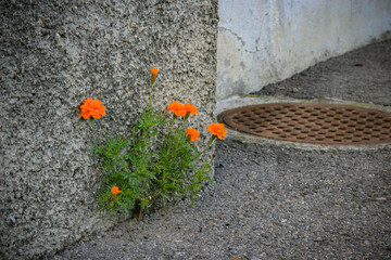 wallflower all alone grown under harsh conditions