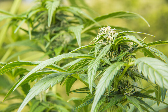 Marihuana