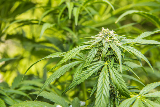 Marihuana