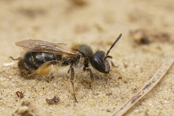 Closeup on a female of the rare groove faced mining bee, Andrena angustior, sitting on sand underground