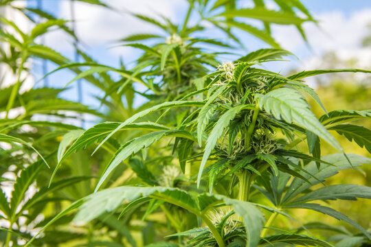 Marihuana