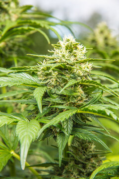 Marihuana