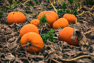 Ripe hokkaidos on a pumpkin field await harvest and decorations for Halloween