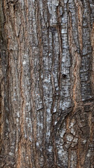 Wood texture and bark. dry tree bark texture background.