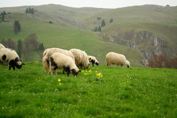 Fototapeta premium sheep in the meadow