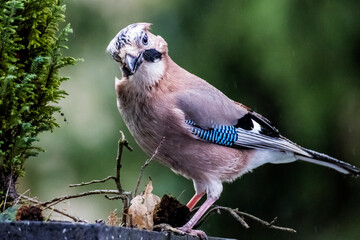 Vogel