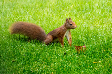 Eichhörnchen