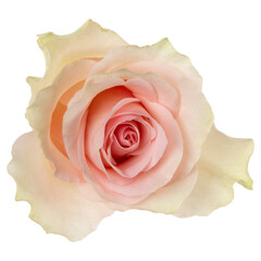 Pink rose isolated over white background closeup. Rose flower head in air, without shadow. Top view, flat lay.