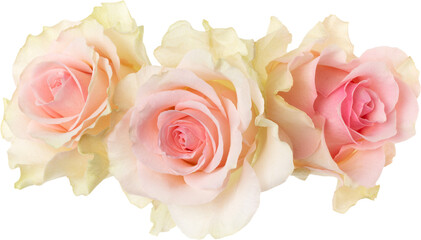 three pink roses isolated on white background closeup. Rose flower bouquet in air, without shadow. Top view, flat lay. - 560482449