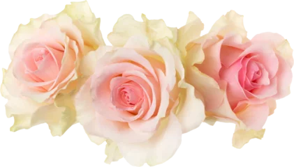 Fototapeten three pink roses isolated on white background closeup. Rose flower bouquet in air, without shadow. Top view, flat lay. © Natika