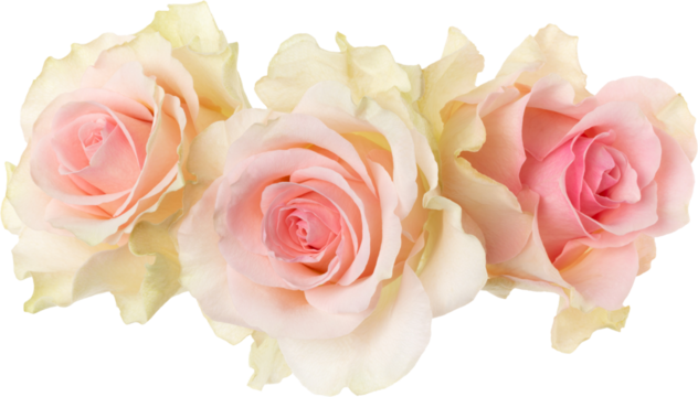 three pink roses isolated on white background closeup. Rose flower bouquet in air, without shadow. Top view, flat lay.