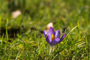 Flowering crocuses as the first heralds of spring on a sunny day