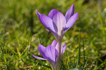 Flowering crocuses as the first heralds of spring on a sunny day