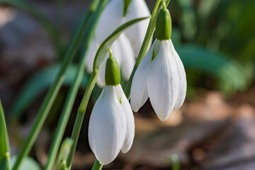 Blooming snowdrops as the first heralds of spring on a sunny day
