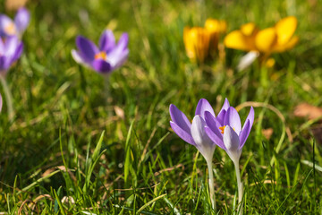 Flowering crocuses as the first heralds of spring on a sunny day