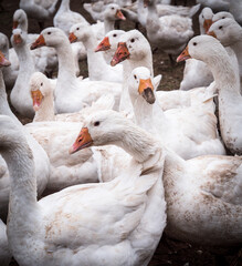 Obraz premium Gänsezucht
