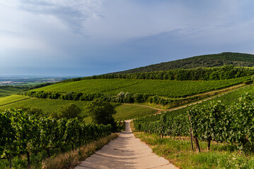 Fototapeta na wymiar Villany wineyards. This is the one of famous wine regions in Hungary. This amazing geolgical formation name is devil's ditch. Hungarian name is ordogarok.