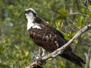 Osprey in the Merritt Island Wildlife Refuge