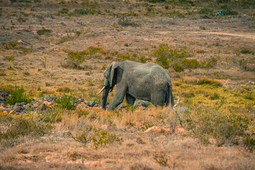 Elephant in the wild. African Elephant isn’t the grass