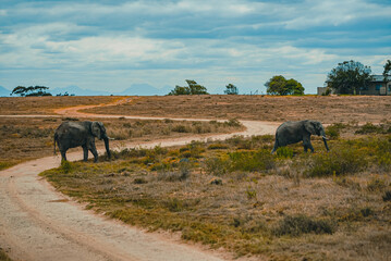 Two African elephant walking across the dry grassland 