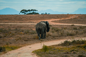 African elephant walking across the dry grassland.