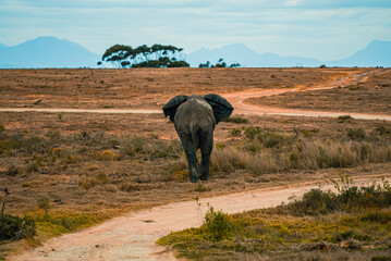 African elephant walking across the dry grassland.