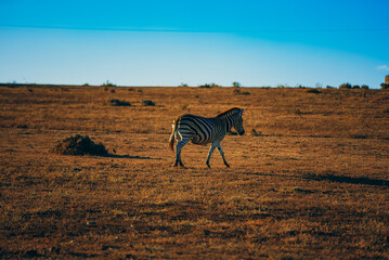 Cape Mountain Zebra in grassland