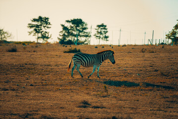 Cape Mountain Zebra in grassland South Africa Safari