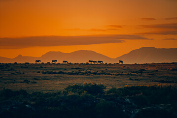 Africa Sunset with Zebras