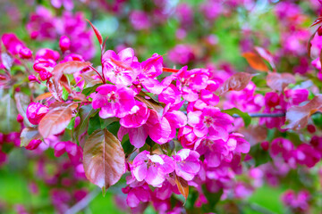branches of pink blooming Apple tree, large tender white buds as a symbol of spring, beauty in nature, natural background of flowers, spring banner