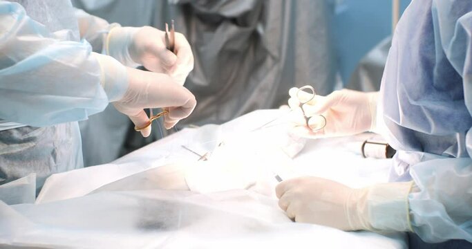 In the operating room, the veterinarian applies surgical sutures at the end of the operation on the animal. The surgeon, under the light of a surgical lamp, sews up the incision in the animal.