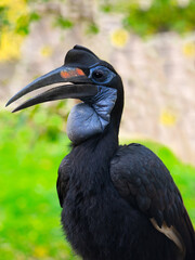 portrait abyssinian ground hornbill (bucorvus abyssinicus) isolated on white background