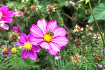 Obraz premium A bee on a Candystripe Cosmos Flower (C. bipinnatus) in a botanical garden.