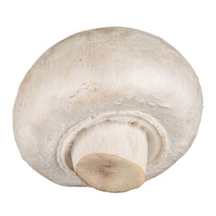 Whole champignon mushroom isolated on white background without shadow - 560489400