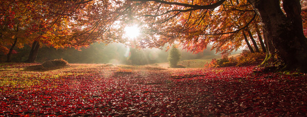 autumn morning forest, spectacular nature scenery, Carpathian mountains, Ukraine, Europe	