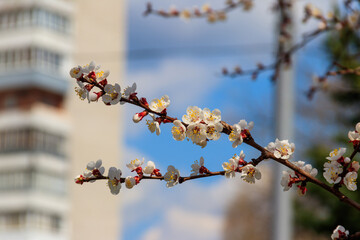 White blossom of apricot tree at spring