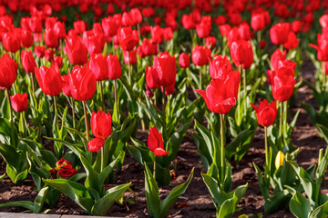 Large flowerbed of red tulips in the park at spring
