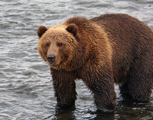 Grizzly bear wading in stream on Kodiak, Alaska