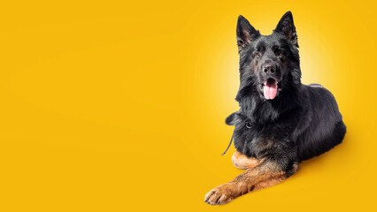 Black german shepherd on yellow background