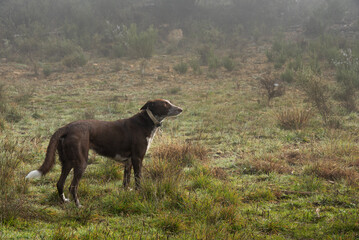 dog in a green field under the fog, podenco with weimar pointer, brown