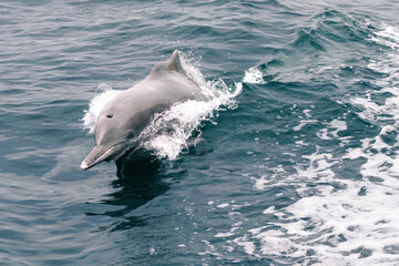 Naklejka premium Indo-Pacific bottlenose dolphin, Tursiops aduncus, jumping above the sea water. Breathing hole and fin.