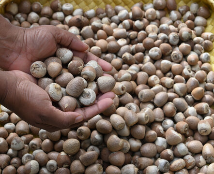 Hands full of peeled out Areca nuts above the pile of Areca nuts