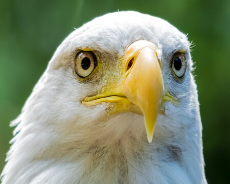 Close-up portrait of a Bald Eagle, British Columbia, Canada