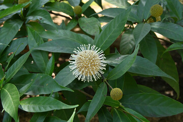 Close up of flowers of a Neolamarckia Cadamba tree