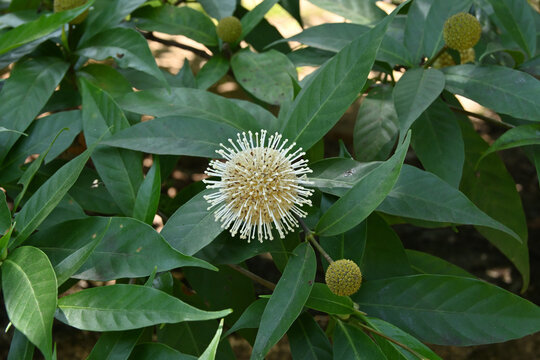 Close up of flowers of a Neolamarckia Cadamba tree