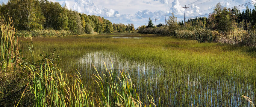 Wetland landscape with cattails, equisetum and scouring rush, Prince Edward Island, Canada