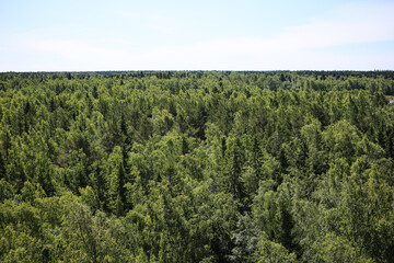 Obraz premium trees in the forest